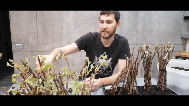 Кильчеватор против проращивания на воде, приготовление почвогрунта, посадка! смотреть онлайн