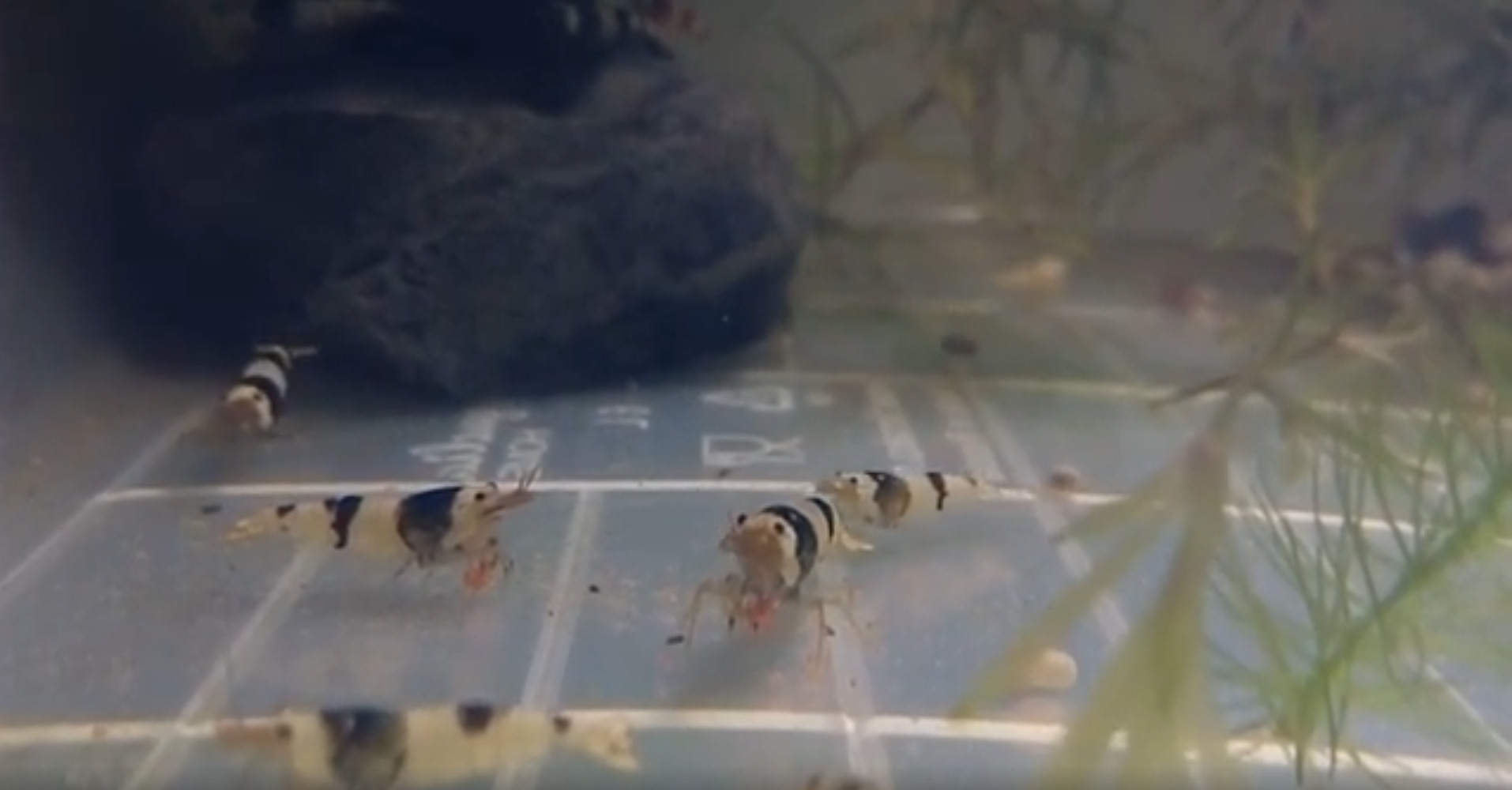 Креветки аквариумные микс Neocaridina и Сaridina смотреть онлайн