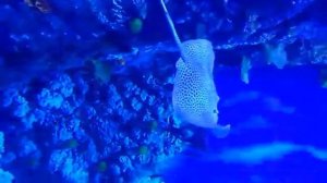 Скат, который убил Стива Ирвина теперь живёт в заточении