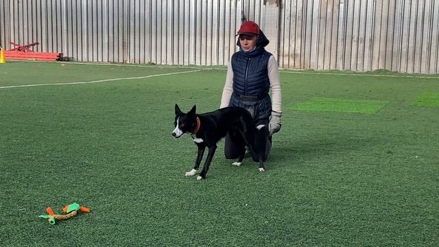 Как научить собаку командам Дрессировка собаки Танцы с собакой Брина. Часть 2. 06.11.2023 г смотреть онлайн