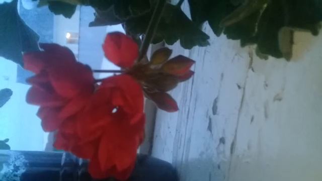 Герань #комнатные цветы весны смотреть онлайн