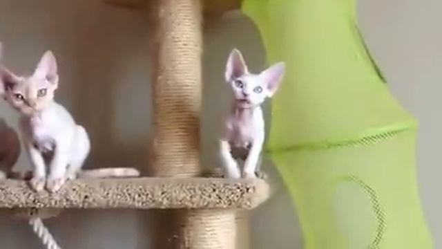 Devon Rex kittens - котята девон рекс смотреть онлайн