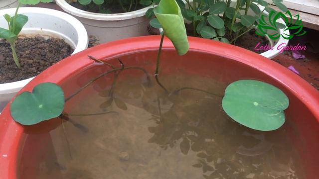 Plant mini lotus in pots from lotus roots смотреть онлайн