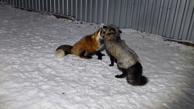 Нежные лисьи игры смотреть онлайн