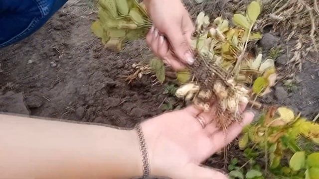 быстро сняли и удрали - земляной орех(арахис) смотреть онлайн