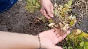 быстро сняли и удрали - земляной орех(арахис)