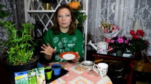 Сельдерей на подоконнике. Посев и выращивание в горшке дома зимой