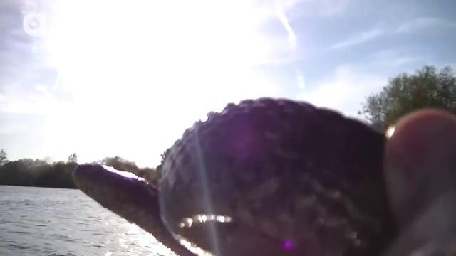 ОСТРОВ ВОДЯНЫХ ЗМЕЙ / Койот Питерсон на русском смотреть онлайн
