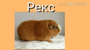 Породы морских свинок