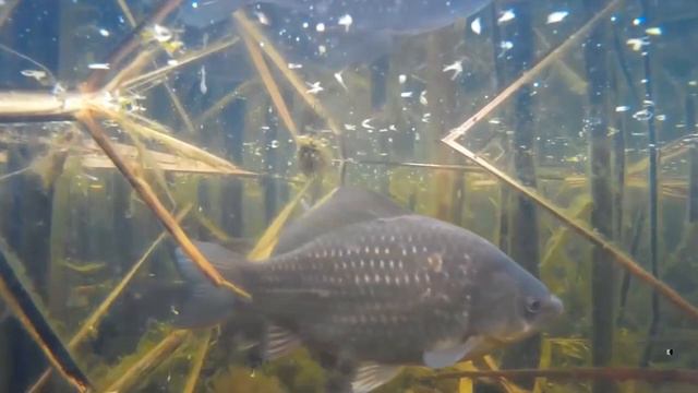 Ловля карася. Карасиное Эльдорадо смотреть онлайн