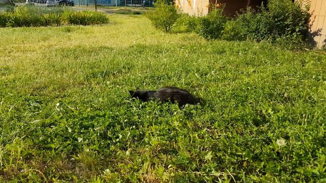 Чорний кіт в зеленій траві. смотреть онлайн