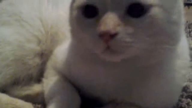 Кот Сириус ред поинт смотреть онлайн