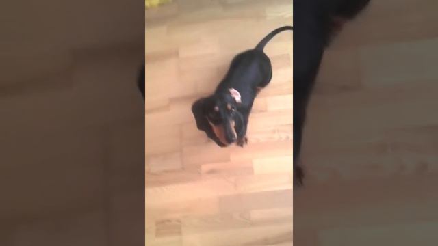Такса Марта смотреть онлайн