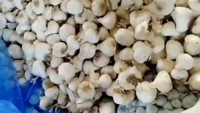 नीमच मंडी लहसुन भाव 26 मार्च 2024 नीमच मंडी से लाइव नीलामी | neemach mandi lahsun bhav | garlic rat смотреть онлайн