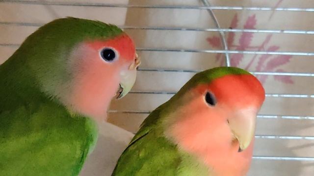 Неразлучники розовощекие. Попугаи. Lovebirds.