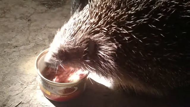 Ёж ест кошачий корм смотреть онлайн