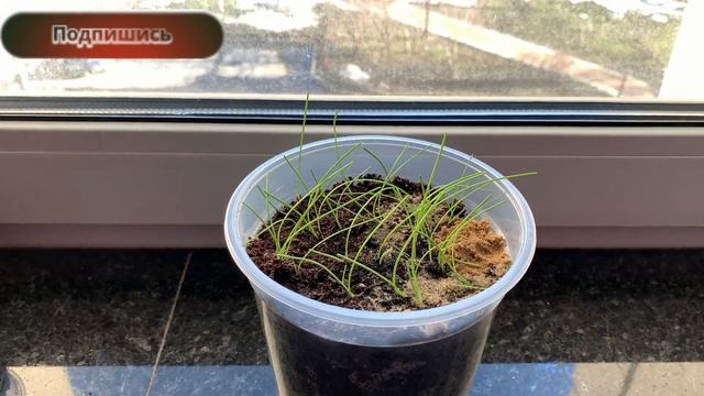 Упал лук? Как помочь выжить рассаде лука. смотреть онлайн