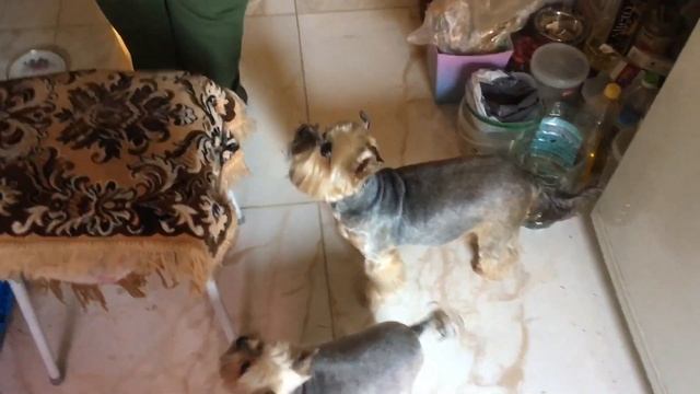 Подмосковье, Пушкино, небольшой обзор. смотреть онлайн