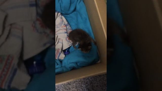 Как мы пытаемся уложить котёнка спать смотреть онлайн