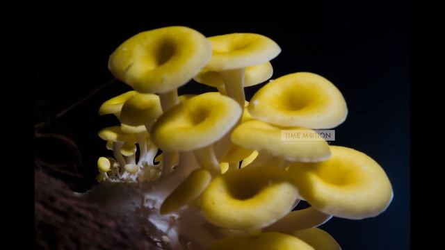 Mushroom Growing - Timelapse 1.10.19.3 смотреть онлайн