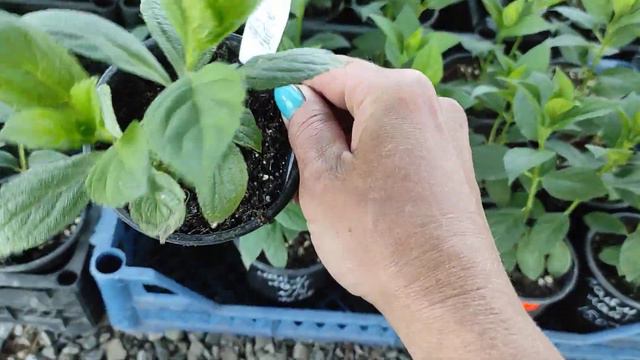 Саженцы гортензий в Р9🌿Продажа🌿Обзор сортов🌿 08.06.2023 смотреть онлайн