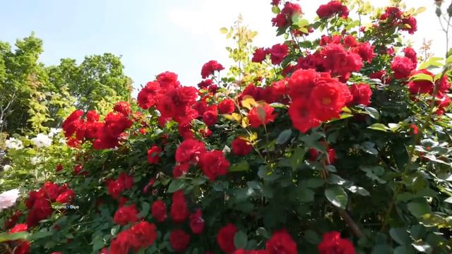 What's A Woman - Francisco Garcia (Wonderful Guitar Music) смотреть онлайн