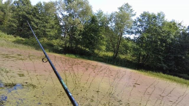 Ловля щуки на хорватское яйцо. Ловля щуки на спиннинг в заросшем пруду. смотреть онлайн