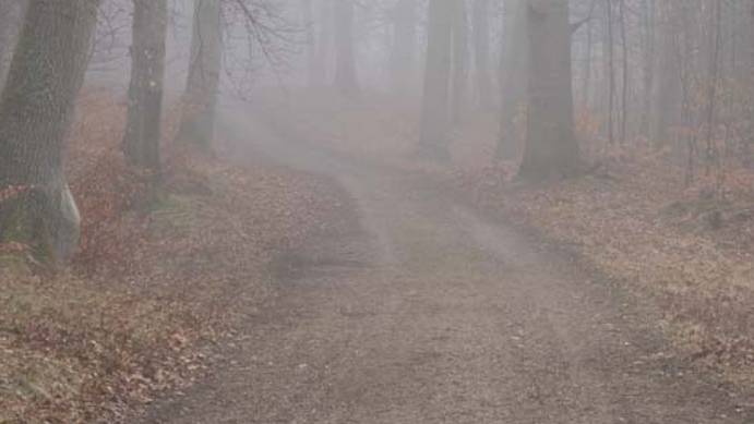 Mastering Forest Photography - Mads Peter Iversen смотреть онлайн