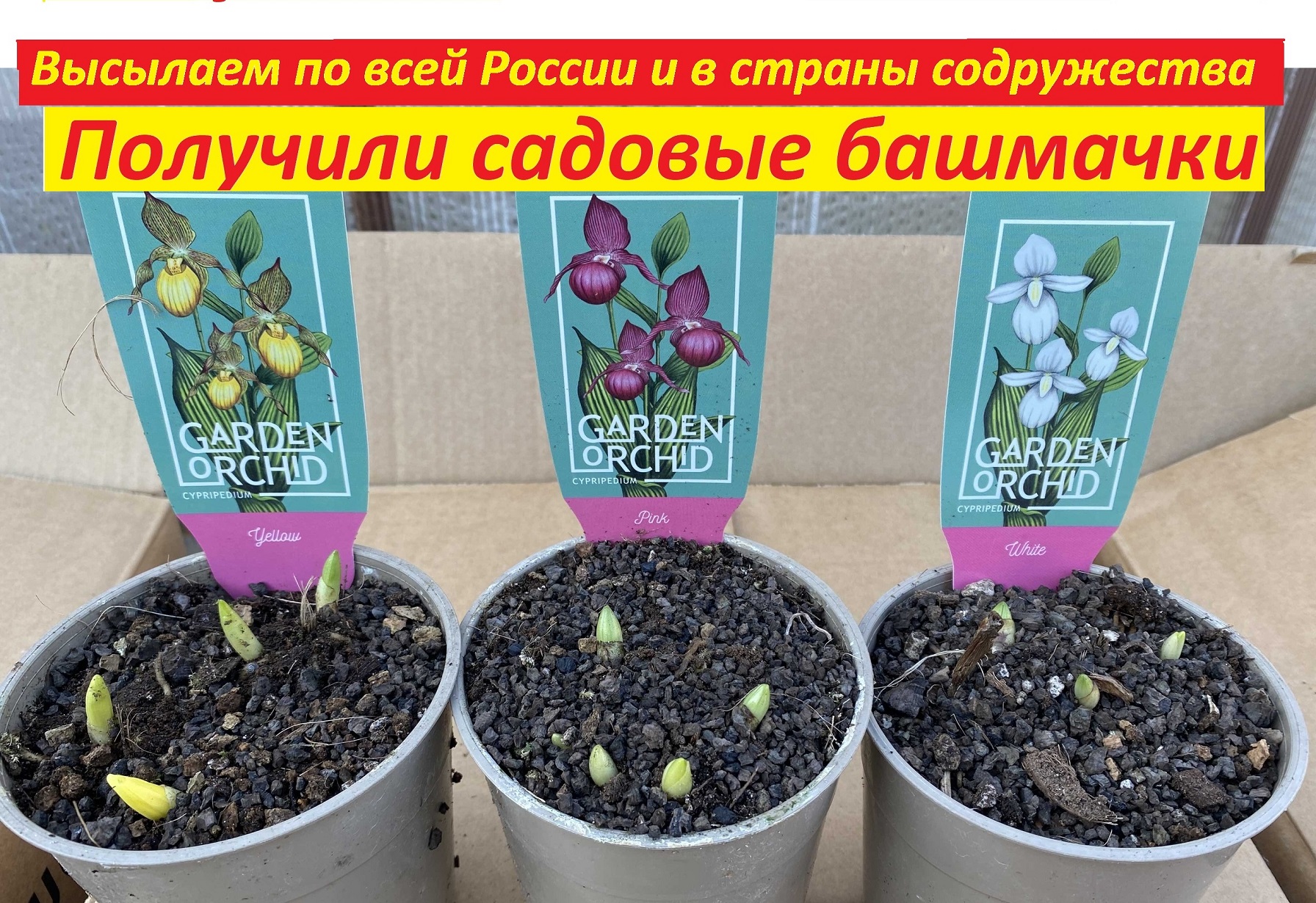 Получили садовые башмачки, высылаем по всей России и в страны содружества смотреть онлайн