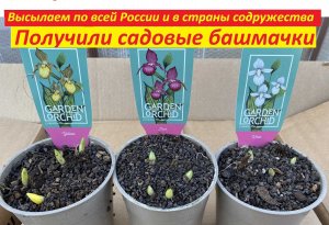 Получили садовые башмачки, высылаем по всей России и в страны содружества