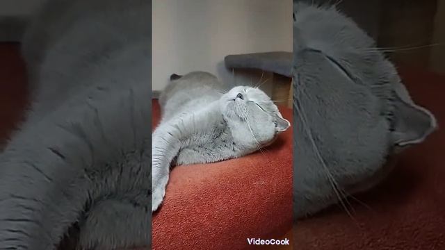 Почему котики боятся огурцов? смотреть онлайн