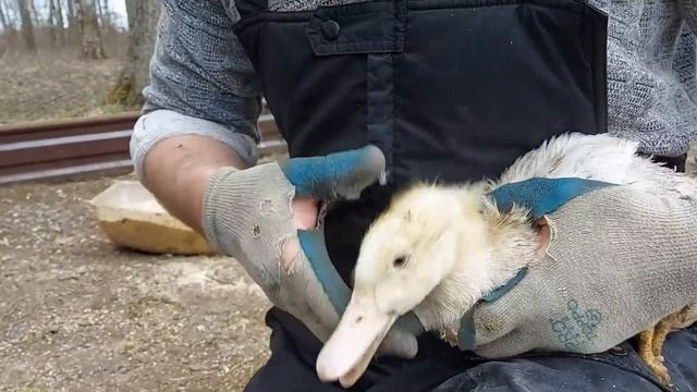УТКА МУЛАРД. Переезд, педикюр, дебикирование. смотреть онлайн