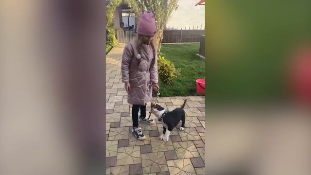 Сюрприз для жены! Нарвал нарциссов! Реакция жены. Отправка щенков в новые дома! смотреть онлайн