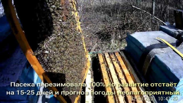 Неблагоприятный прогноз развития пчелосемей,пчелопакетов 21г.Сроки покупки пчел на Белую Акацию. смотреть онлайн