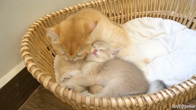 Kitten Donut jumped into the nest and wanted to be groomed by grandma cat смотреть онлайн