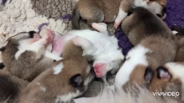 Щенячья суета)) смотреть онлайн