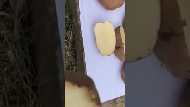 Картофель Жуковский смотреть онлайн