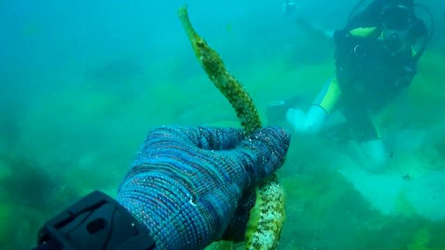 Обитатели Черного моря. Как рожает рыба-игла смотреть онлайн