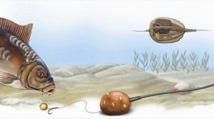 В чем основное отличие Карпа от Сазана и почему их часто путают?