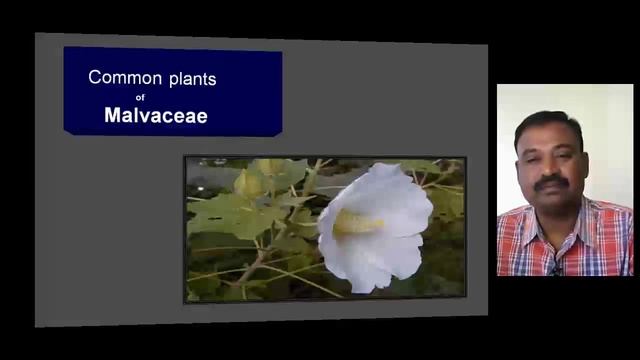 MALVACEAE FAMILY -1 Example Plants смотреть онлайн