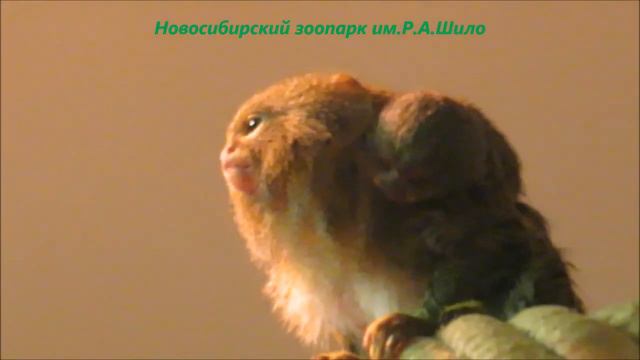 У карликовых игрунок пополнение 24.10.2022 смотреть онлайн