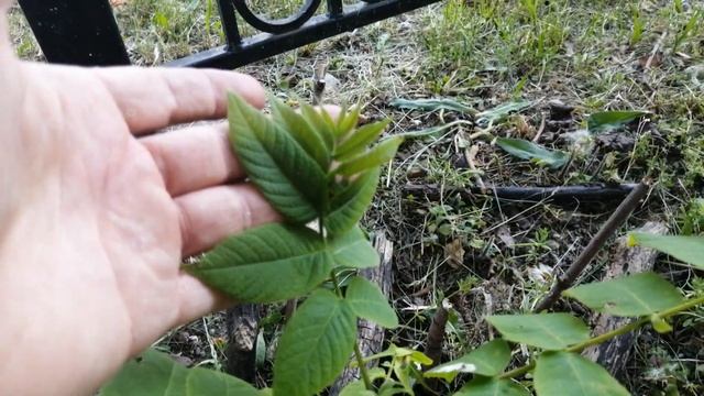 манчжурский орех сеянец 2020 с местных деревьев смотреть онлайн