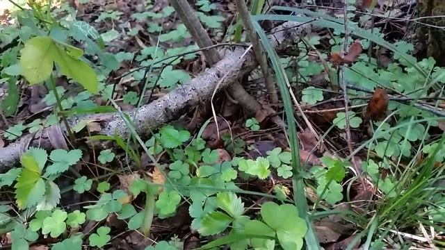 За грибами в лес , сыроежки, белые, подберезовики, моховики, подосиновики. смотреть онлайн