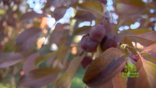 Работы с почвой в саду осенью смотреть онлайн