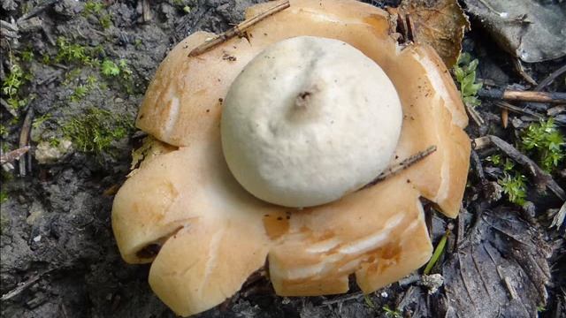 Geastrum rufescens смотреть онлайн