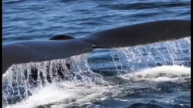 Guided Ocean Meditation