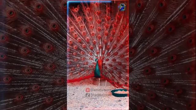 孔雀 Beautifull Peacocks Video 3 #animals #peacock #孔雀 #动物 смотреть онлайн