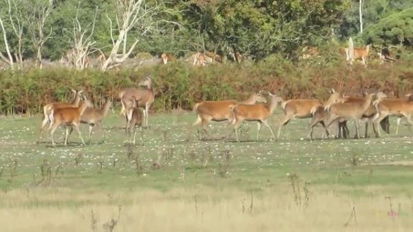 Baby Play "Animal Match Up" ! Learn Animal Names Combined Real Animals