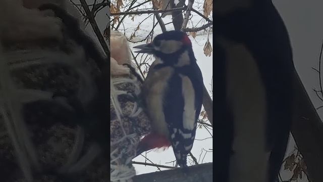 Что едят дятлы зимой. Дятел Жора ( обжора) 2022г. смотреть онлайн