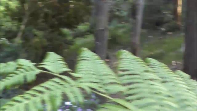 Bowman Yu - My Eden смотреть онлайн